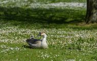 Tiere, Vögel - Gänsevögel  Höckergans_Anser cygnoides f. domestica_Knob Goose 05.JPG