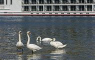 Tiere, Vögel - Gänsevögel  Höckerschwan_Cygnus olor_Mute Swan 06.JPG