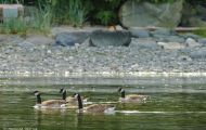 Tiere, Vögel - Gänsevögel  Kanadagans_Branta canadensis_Canada Goose 02.JPG