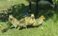 Tiere, Vögel - Gänsevögel  Kanadagans_Branta canadensis_Canada Goose 16.JPG