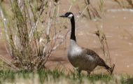 Tiere, Vögel - Gänsevögel  Kanadagans_Branta canadensis_Canada Goose 18.JPG