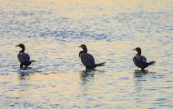 Tiere, Vögel - Gänsevögel  Ohrenscharbe_Phalacrocorax auritus_Double-crested Cormorant 10.JPG