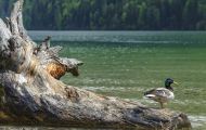 Tiere, Vögel - Gänsevögel  Stockente_Anas platyrhynchos_Mallard 07.JPG