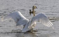 Tiere, Vögel - Gänsevögel  Zwergschwan_Cygnus columbianus_Tundra Swan 02.JPG