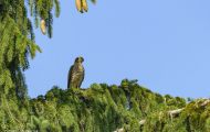 Tiere, Vögel - Greifvögel Habicht_Accipiter gentilis_ Northern Goshawk 01.JPG