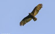 Tiere, Vögel - Greifvögel Truthahngeier_Cathartes aura_Turkey Vulture 01.JPG