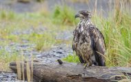 Tiere, Vögel - Greifvögel Weißkopfseeadler_Haliaeetus leucocephalus_Bald Eagle 08.JPG
