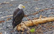 Tiere, Vögel - Greifvögel Weißkopfseeadler_Haliaeetus leucocephalus_Bald Eagle 18.JPG