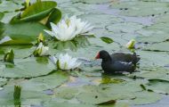 Tiere, Vögel - Kranichvögel  Teichralle_Gallinula chloropus_Common Moorhen 05.JPG