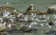Tiere, Vögel - Regenpfeiferartige Vögel  Bonapartemöwe_Larus philadelphia_Bonaparte Gull 03.JPG