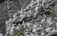 Tiere, Vögel - Regenpfeiferartige Vögel  Dreizehenmöwe_Rissa tridactyla_Black-legged Kittiwake 09.JPG