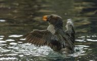 Tiere, Vögel - Regenpfeiferartige Vögel  Hornlund_Fratercula corniculata_Horned Puffin 02.JPG