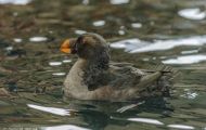 Tiere, Vögel - Regenpfeiferartige Vögel  Hornlund_Fratercula corniculata_Horned Puffin 06.JPG