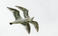 Tiere, Vögel - Regenpfeiferartige Vögel  Mormonenmöwe_Larus californicus_California Gull 03.JPG