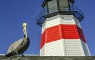 Tiere, Vögel - Ruderfüßer  Braunpelikan_Pelicanus occidentalis_Brown Pelican 06.JPG