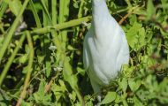 Tiere, Vögel - Ruderfüßer  Kuhreiher_Bubulcus ibis _Cattle Egret 04.JPG