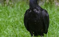 Tiere, Vögel - Ruderfüßer  Waldrapp_Geronticus eremita_Northern Bald Ibis 04.JPG