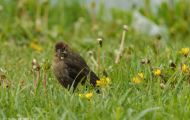 Tiere, Vögel - Sperlingsvögel  Braunkopf Kuhstärling_Molothrus ater_Brown-headed Cowbird 05.JPG