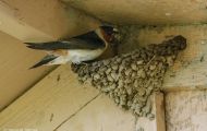 Tiere, Vögel - Sperlingsvögel  Fahlstirnschwalbe_Hirundo pyrrhonota_Cliff Swallow 03.JPG