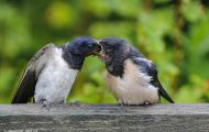 Tiere, Vögel - Sperlingsvögel  Rauchschwalbe_Hirundo rustica_Barn Swallow 07.JPG