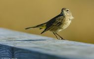 Tiere, Vögel - Sperlingsvögel  Rohrsänger_Acrocephalus_Warbler 05.JPG