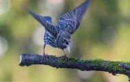 Tiere, Vögel - Sperlingsvögel  Star_Sturnus vulgaris_Common Starling 08.JPG