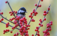 Tiere, Vögel - Sperlingsvögel  Tannenmeise_Parus ater_Coal Tit 01.JPG