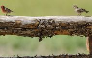 Tiere, Vögel - Sperlingsvögel  Zinobertangar_Piranga flava_Hepatic Tanager 05.JPG