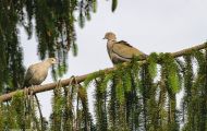 Tiere, Vögel - Taubenvögel  Türkentaube_Streptopelia decaocto_Eurasian Collared-Dove 03.JPG