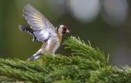 Tiere, Voegel - Sperlingsvoegel  Stieglitz_Carduelis carduelis_ European Goldfinch 06.JPG