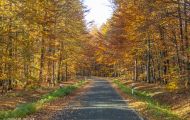 Wälder, Laubwald - Eifel  Laubwald 01.JPG