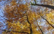 Wälder, Laubwald - Eifel  Laubwald 03.JPG