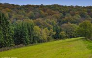 Wälder, Nadel & Mischwald - Deutschland  Eifel, Nadel & Mischwald 01.JPG