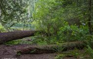 Wälder, Regenwald - Kanada  British Columbia, gemäßgter Regenwald 01.JPG