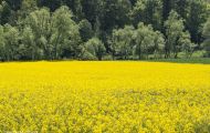 Wiesen & Felder, Rapsfelder - Rapsfeld 06.JPG