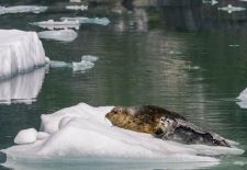 Wildlife in Alaska - Seehund