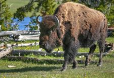Bisons of North America - Bison, Yellowstone National Park