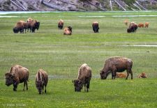 Bisons of North America - Bison herd with Geysir, Yellowstone National Park