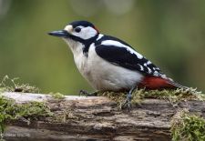 Gefiederte Freunde - Unsere heimischen Gartenvögel - Buntspecht