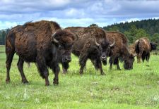 Bisons of North America - Grazing Bison Bulls, Yellowstone National Park