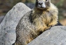 Marmots - Cute and Curious / Yellow-bellied marmot