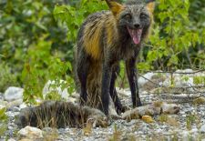 Wildlife in Alaska - Polarfuchs