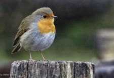 Bezaubernde Vögel im heimischen Garten - Rotkehlchen