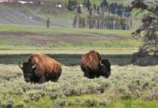 Bisons of North America - Bison in the prairie grass, Yellowstone National Park