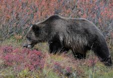 11 Braunbären in Alaska 11.JPG