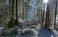 Bayern, Oberbayern - Ramsau bei Berchtesgaden  Hintersee, Zauberwald 03.JPG