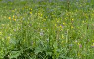 Blumenwiese 08.JPG