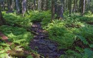 British Columbia, Kootenay Rockies - Glacier National Park  Hemlock Grove 01.JPG