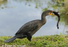 Floridas Tierwelt - Ohrenscharbe.JPG