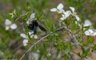 Fluginsekten, Neuflügler - Hautflügler  Holzbiene_Xylocopa species_Carpenter Bee 04.JPG